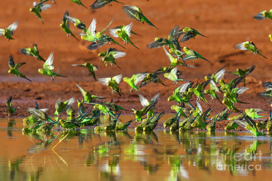 Budgerigars Flocking To Find Water #22 Photograph by Paul Williams/science Photo Library