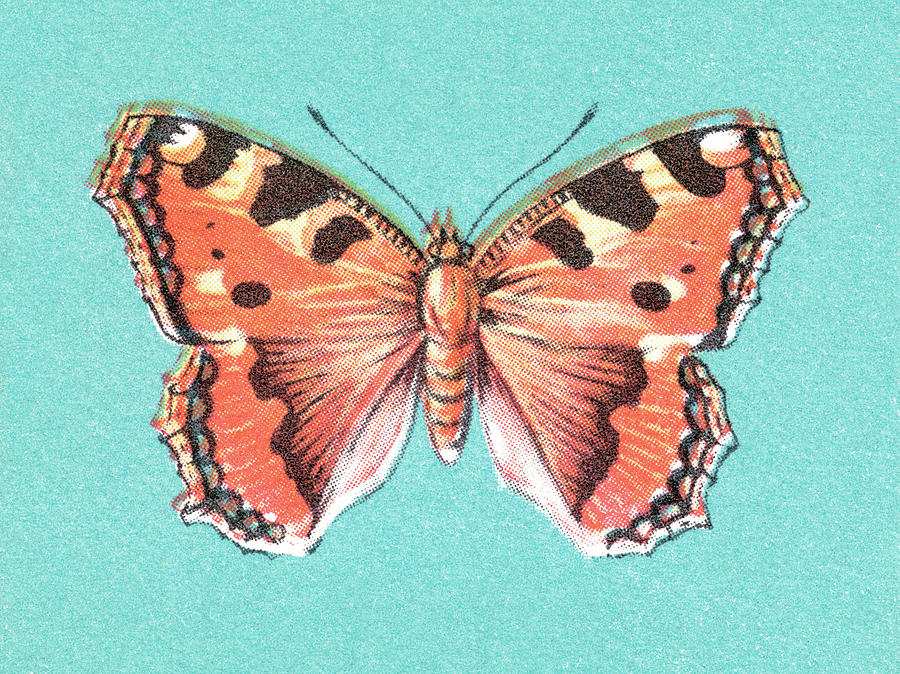 Butterfly Drawing - Butterfly #22 by CSA Images