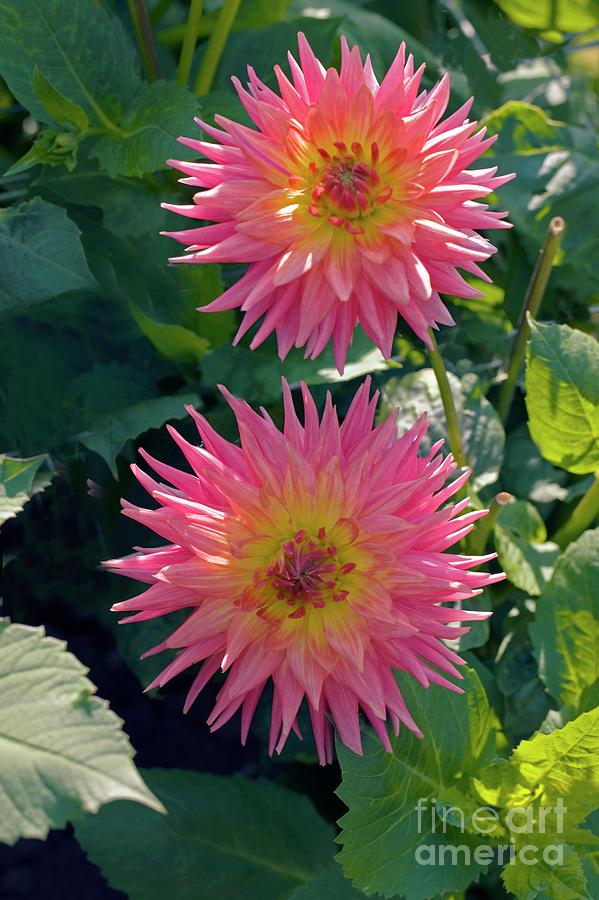 Dahlia Flowers #22 Photograph by Dr Keith Wheeler/science Photo Library
