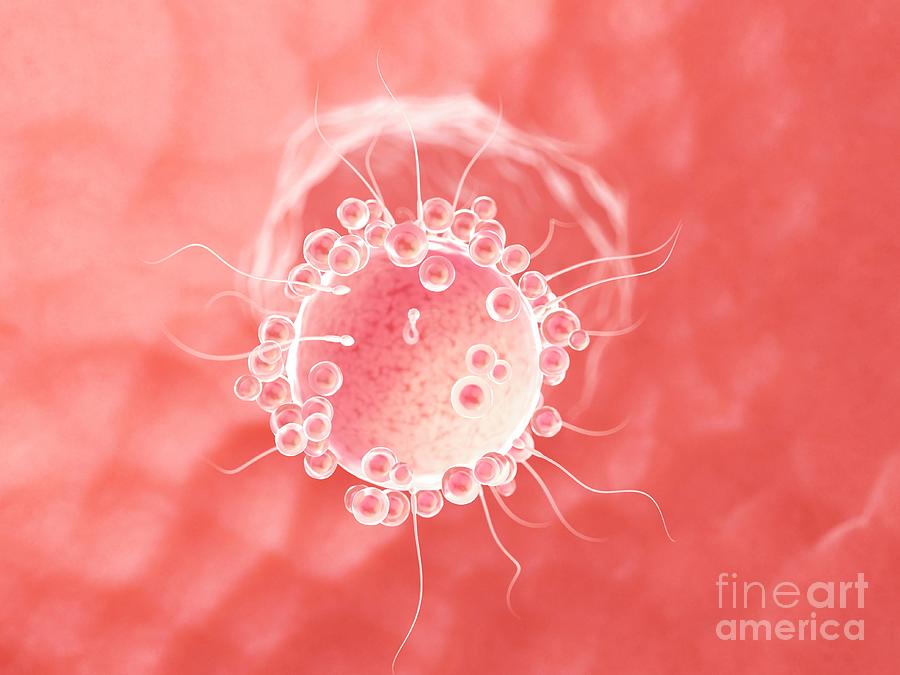 Fertilisation #22 by Sebastian Kaulitzki/science Photo Library