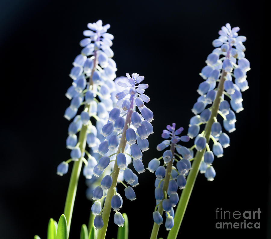 Grape Hyacinth (muscari Sp) Flowers #22 Photograph by Wladimir Bulgar/science Photo Library