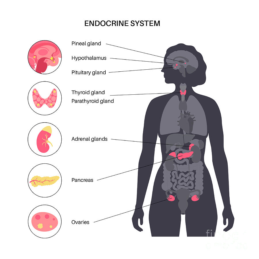 Human Endocrine System Photograph By Pikovit / Science Photo Library ...