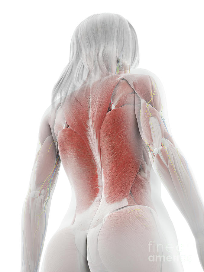 Female Back Muscles #2 by Sebastian Kaulitzki/science Photo Library