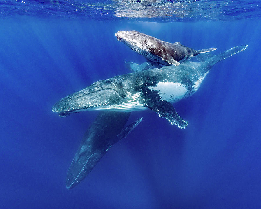 Humpback Whale Megaptera Novaeangliae #22 Photograph by Bruce Shafer