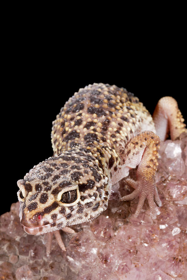 Leopard Gecko Eublepharis Macularius #22 Photograph by David Kenny