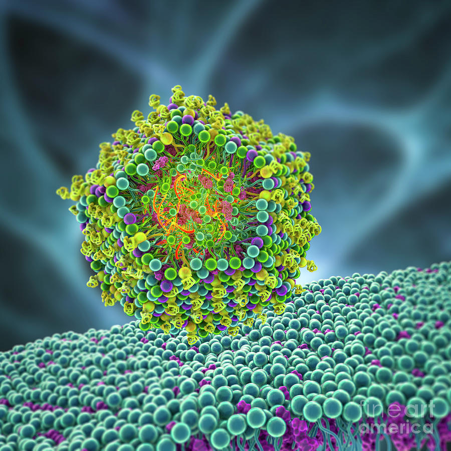 Lipid Nanoparticle Mrna Vaccine Photograph by Kateryna Kon/science ...