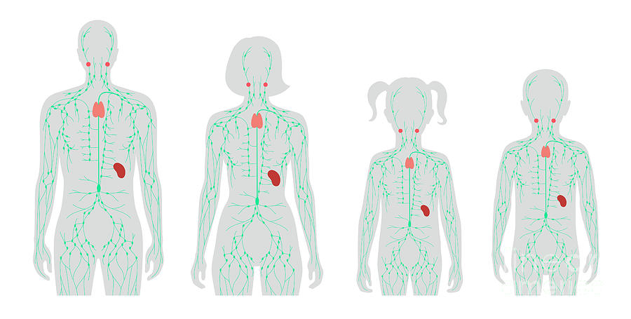 Lymphatic System Photograph by Pikovit / Science Photo Library - Fine ...