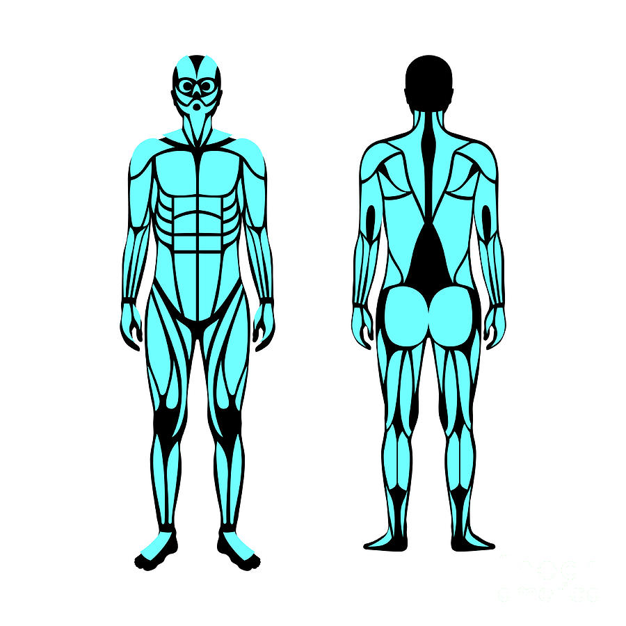 Male Muscular System #22 by Pikovit / Science Photo Library