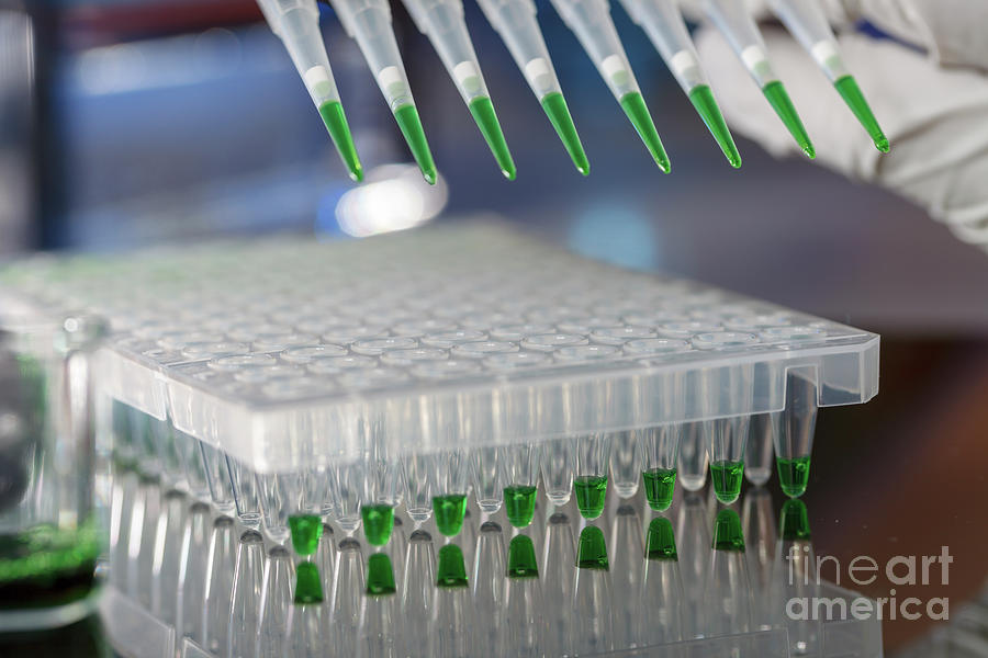 Indoors Photograph - Multichannel Pipette 22 by Wladimir Bulgar/science Photo Library Indoors Photograph - Multichannel Pipette 22 by Wladimir Bulgar/science Photo Library