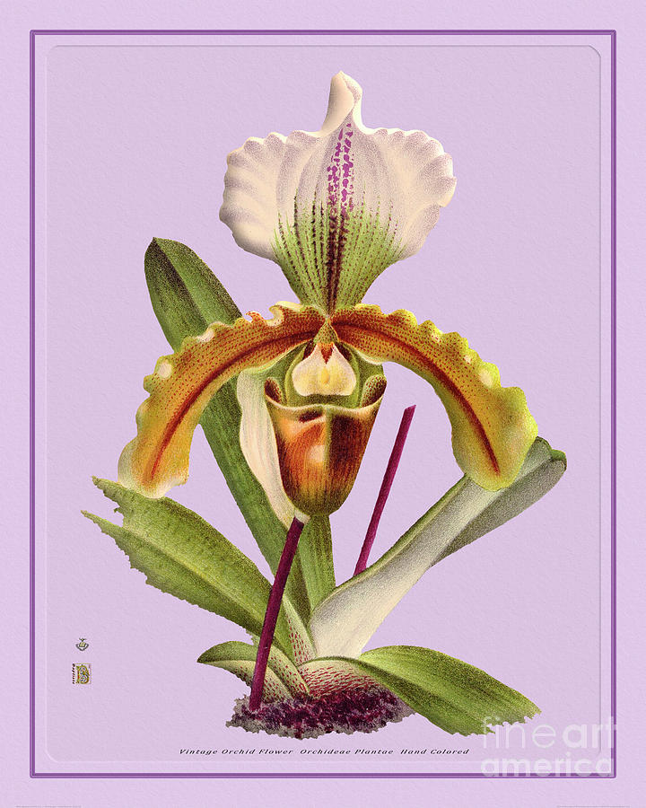 Vintage Digital Art - Orchid Flower Orchideae Plantae Vintage by Baptiste Posters