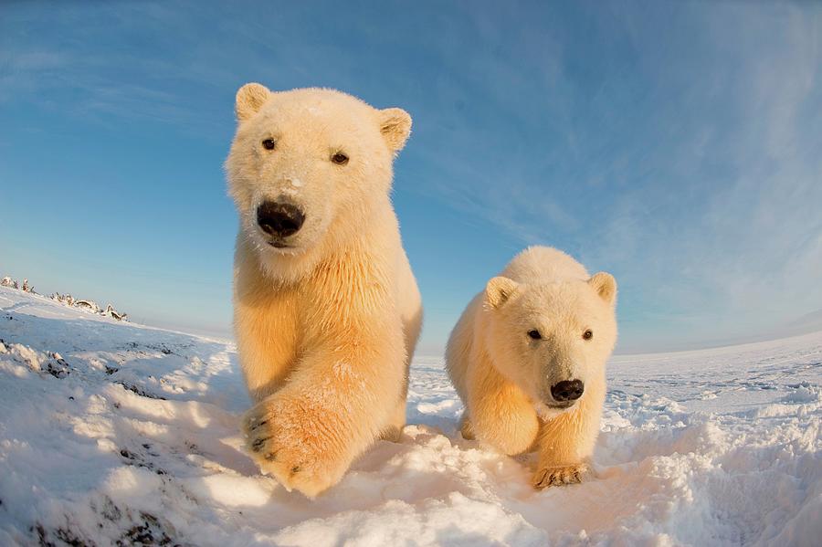 Polar Bear, Ursus Maritimus, Fish Eye Photograph by Steven Kazlowski ...