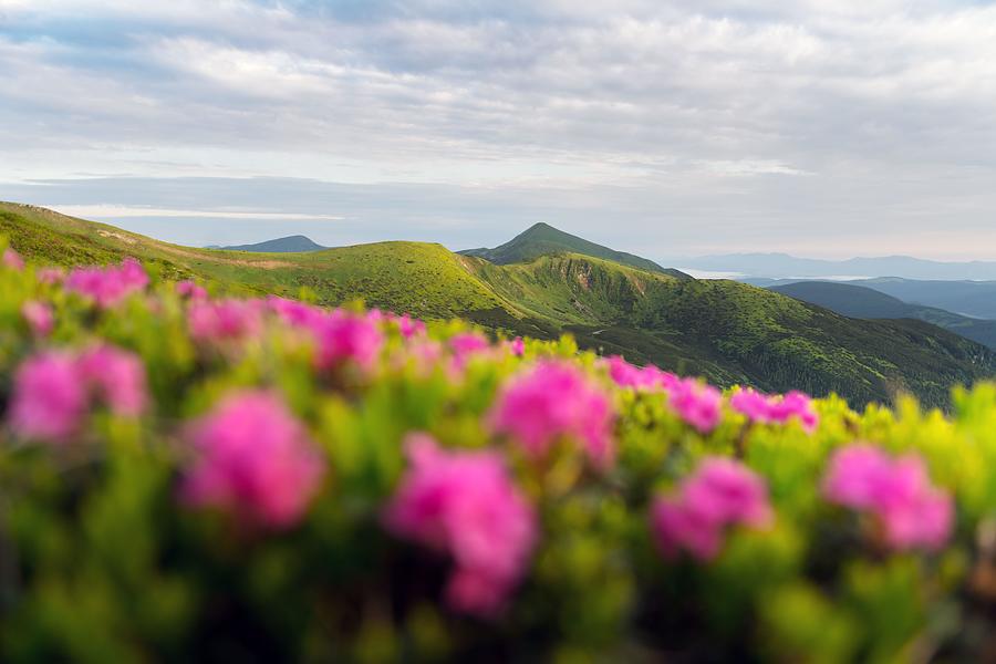 Summer Photograph - Rhododendron Flowers Covered Mountains #22 by Ivan Kmit
