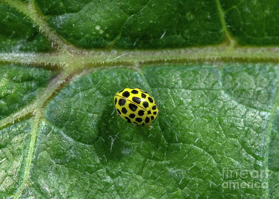 22 Spot Ladybird Photograph by Bob Gibbons/science Photo Library
