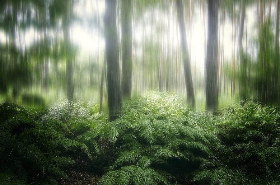 Jungle Photograph -  #23 by Anna Cseresnjes