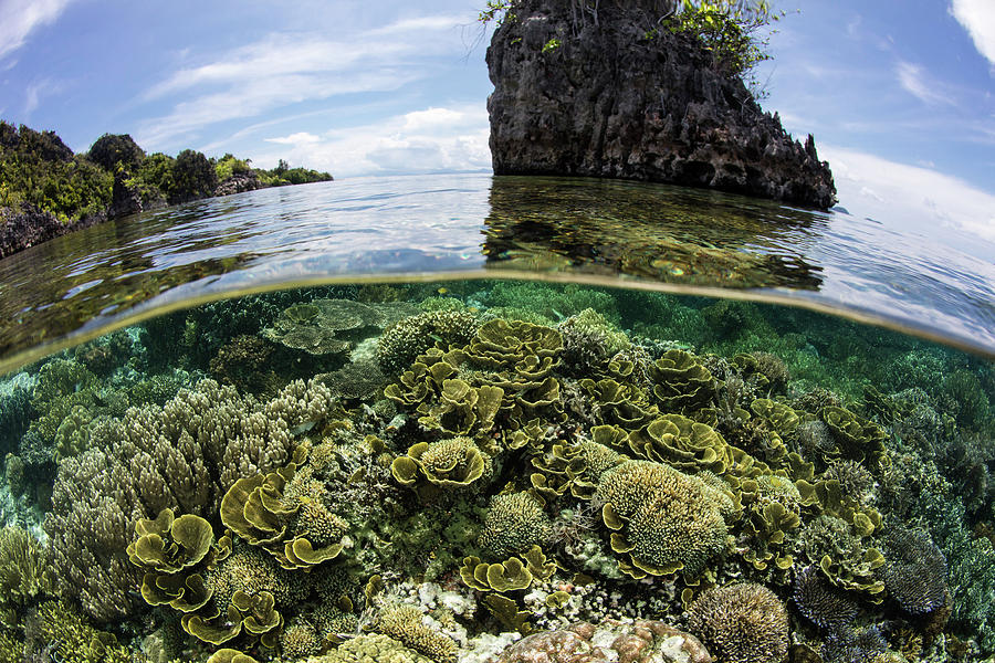 A Beautiful Coral Reef Thrives Among #23 Photograph by Ethan Daniels
