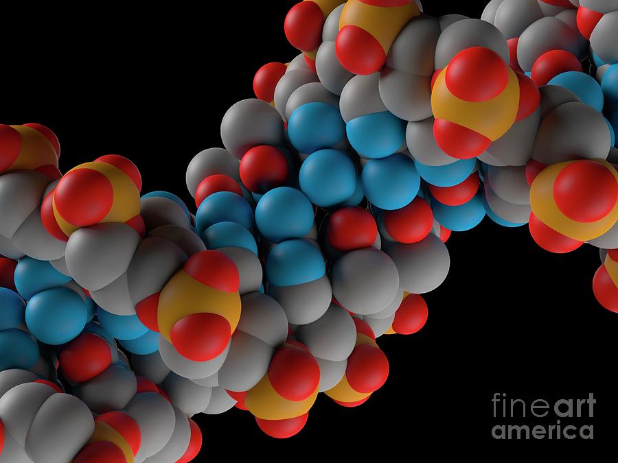 B-dna Molecule Photograph By Laguna Design/science Photo Library | Fine ...