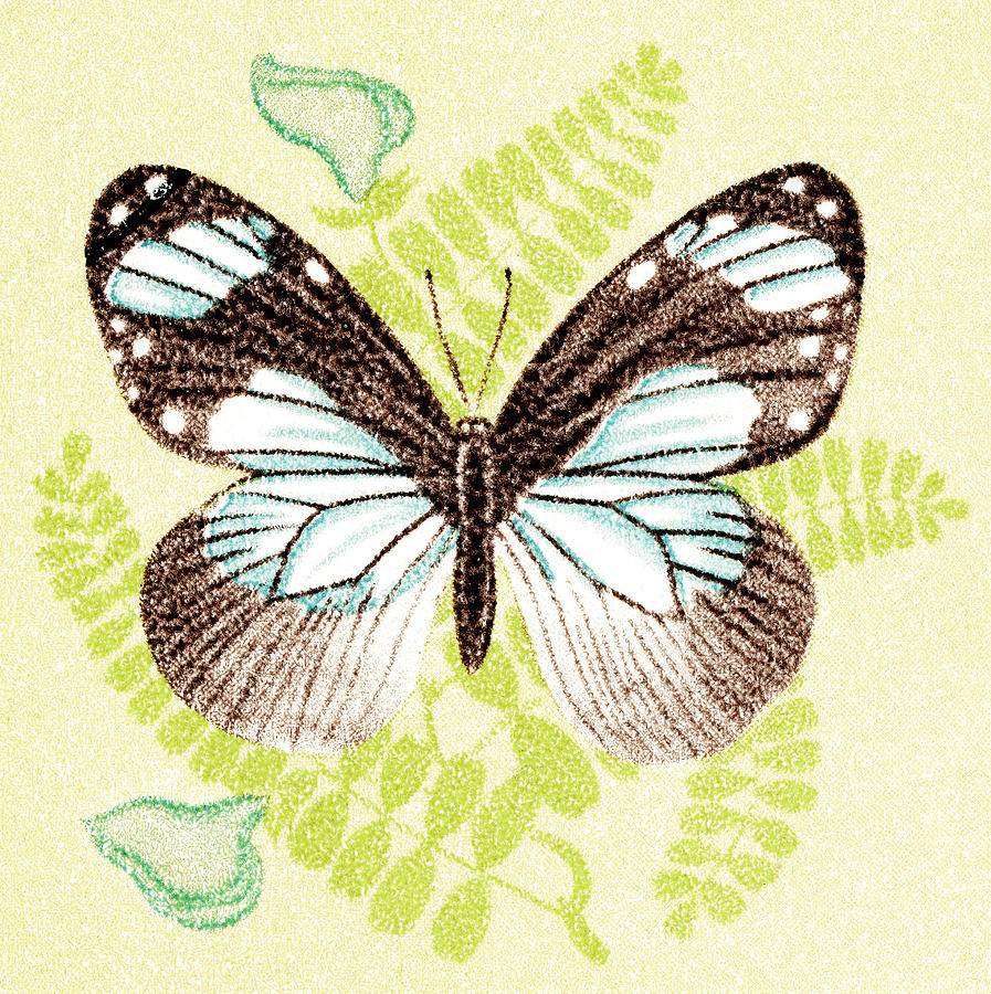 Butterfly Drawing - Butterfly #23 by CSA Images