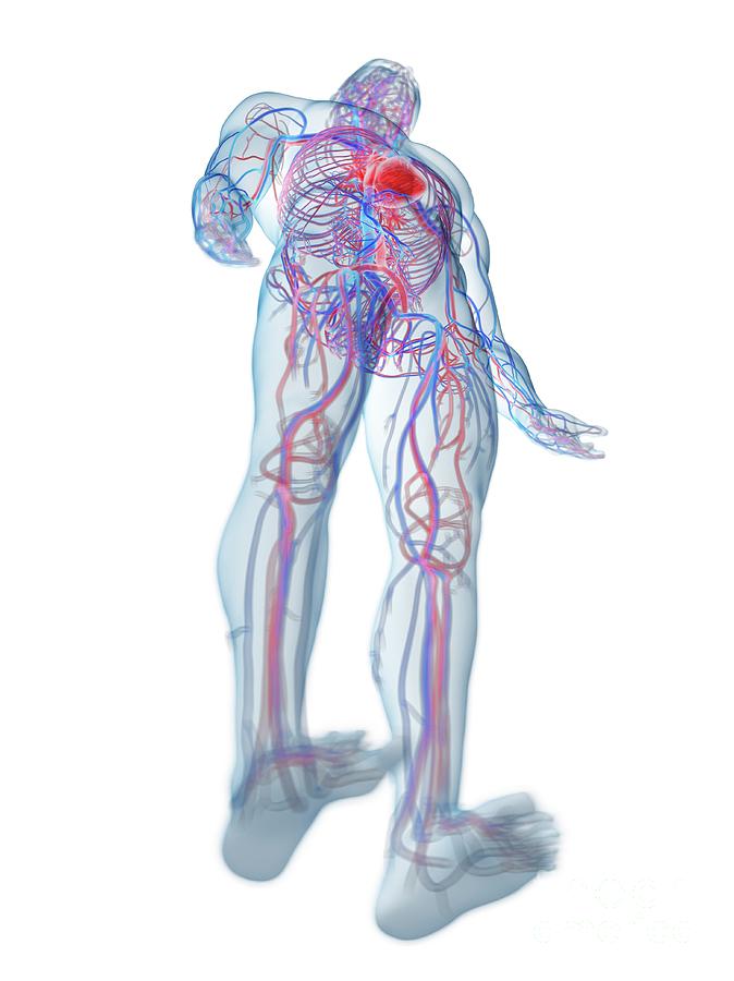 3d Photograph - Cardiovascular System #23 by Sebastian Kaulitzki/science Photo Library
