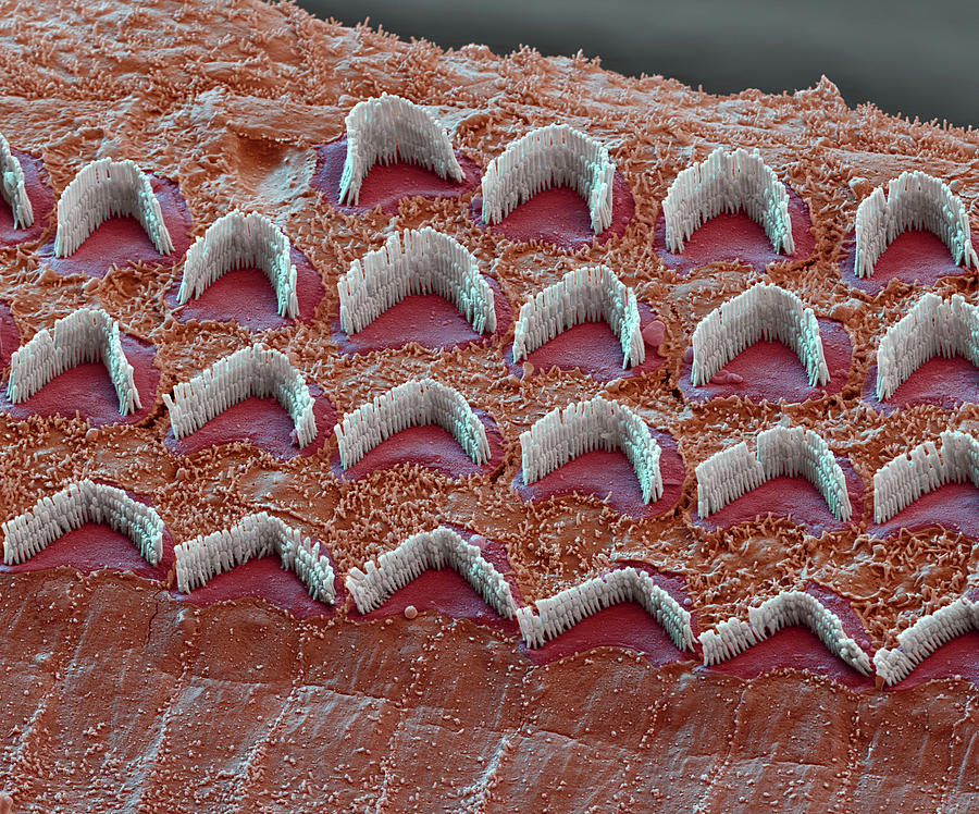 Cochlea, Outer Hair Cells, Sem #23 Photograph by Oliver Meckes EYE OF SCIENCE