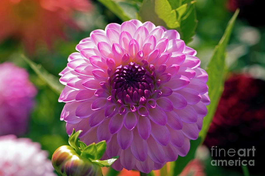 Really Interesting Facts About Dahlia Flowers And Their, 59 OFF