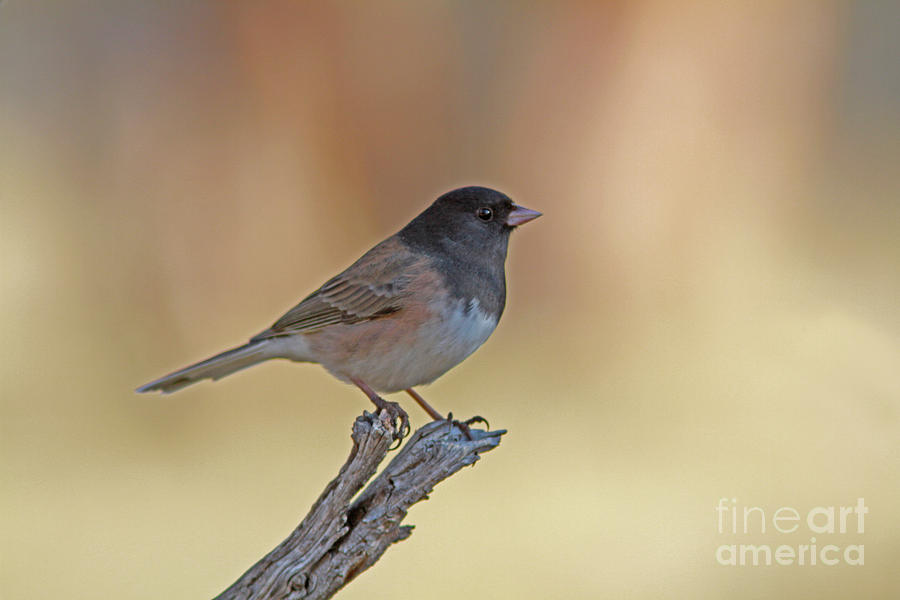 Dark-eyed Junco Photograph - Dark-eyed Junco by Gary Wing Dark-eyed Junco Photograph - Dark-eyed Junco by Gary Wing