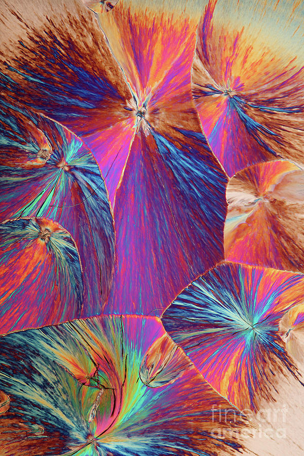 Dopamine Crystals #23 Photograph by Karl Gaff / Science Photo Library