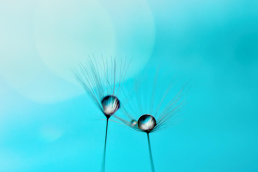 Nature Photograph - Droplet #23 by Soramamecamera