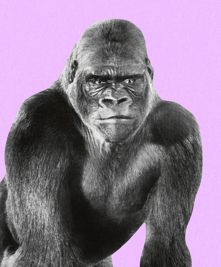 Vintage Drawing - Gorilla #23 by CSA Images