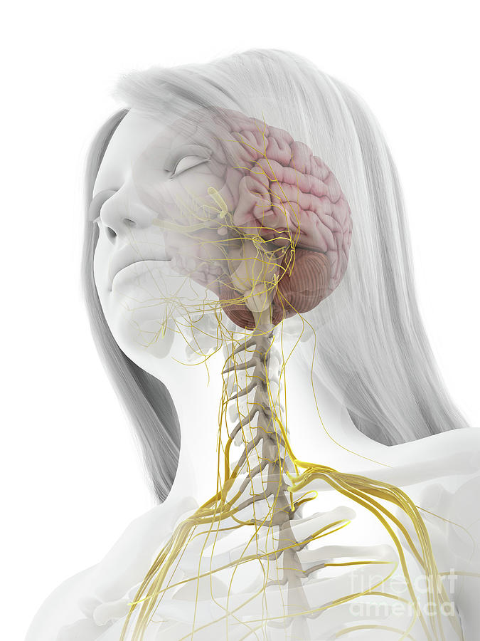 Human Nervous System Photograph by Sebastian Kaulitzki/science Photo ...