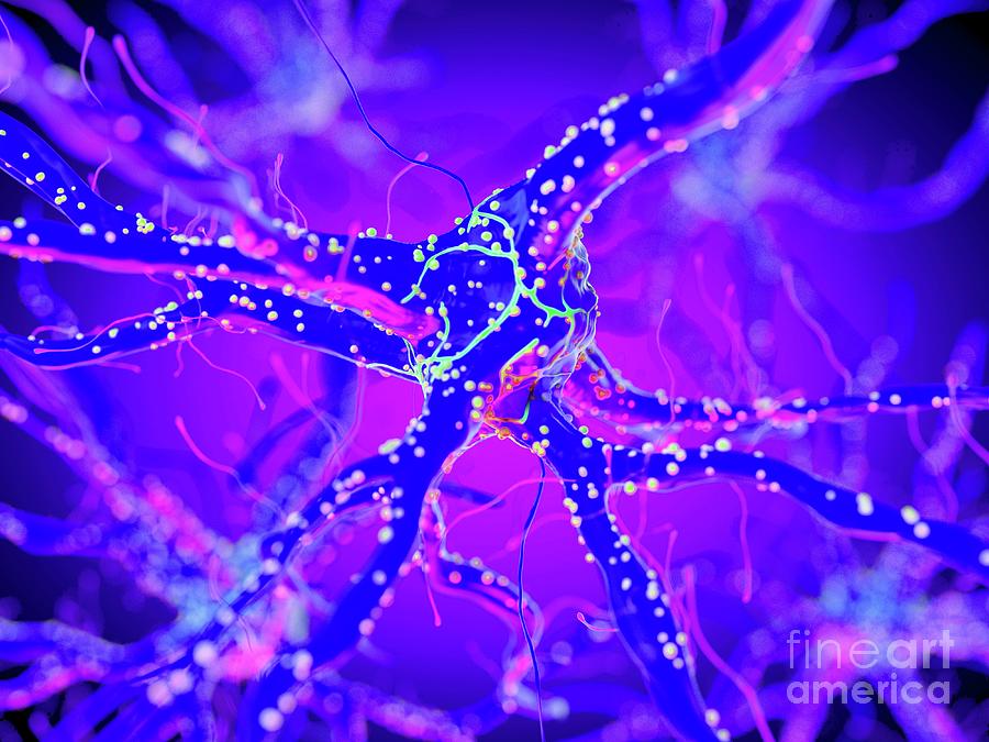 Illustration Of A Nerve Cell #23 Photograph by Sebastian Kaulitzki/science Photo Library