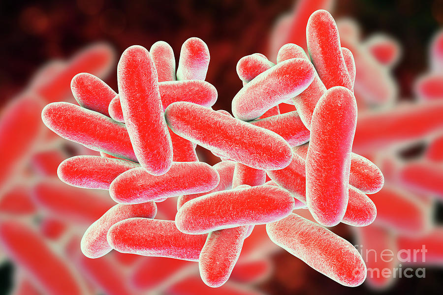 Legionnaires Disease Bacteria Photograph by Kateryna Kon/science Photo