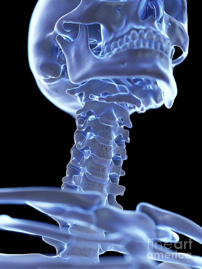 Neck Bones Photograph By Sebastian Kaulitzki Science Photo Library