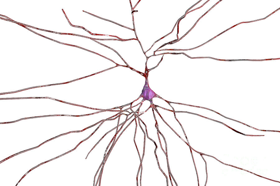 Nerve Cells Photograph by Kateryna Kon/science Photo Library - Fine Art ...