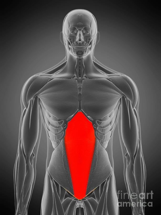 Transversus Abdominis Muscle #23 Photograph by Sebastian Kaulitzki/science Photo Library