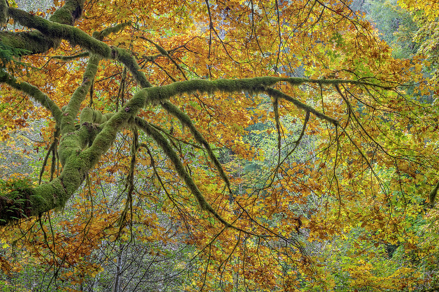 Fall Photograph - USA, Washington State, Bainbridge Island #23 by Jaynes Gallery