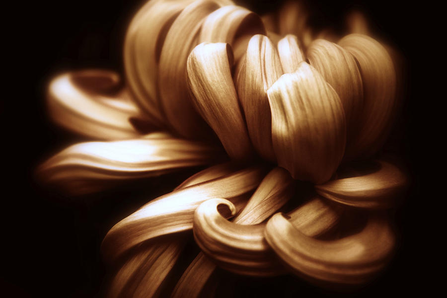 Chrysanthemum Photograph - Copper Chrysanthemum Curves by Jessica Jenney Chrysanthemum Photograph - Copper Chrysanthemum Curves by Jessica Jenney