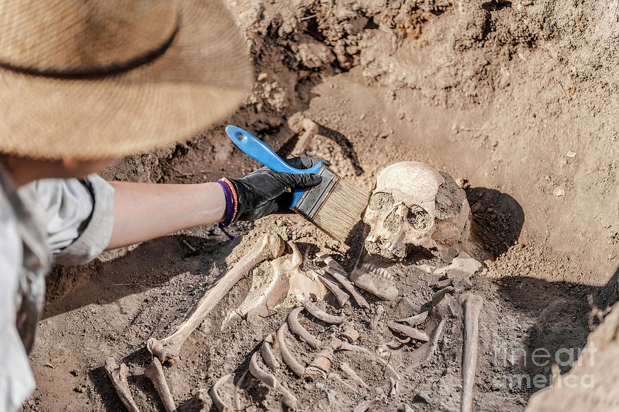 Archaeologist Excavating Skeleton #24 Photograph by Microgen Images/science Photo Library