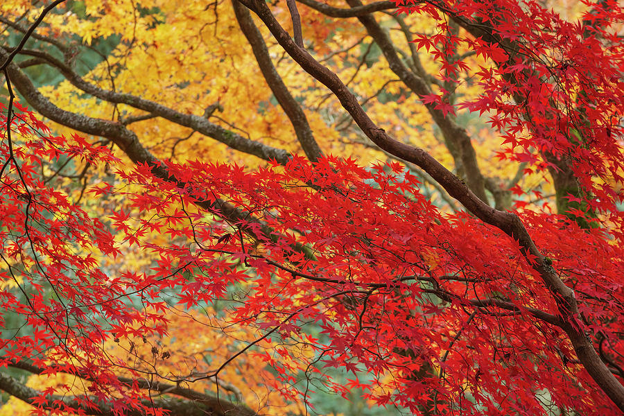 Autumn Photograph - Beautiful Colorful Vibrant Red And Yellow Japanese Maple Trees I by Matthew Gibson Autumn Photograph - Beautiful Colorful Vibrant Red And Yellow Japanese Maple Trees I by Matthew Gibson