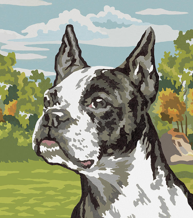 Boston Drawing - Boston Terrier #24 by CSA Images