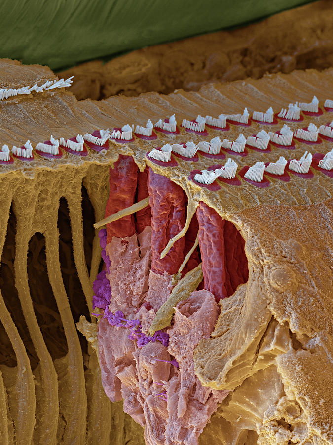 Cochlea, Outer Hair Cells, Sem #24 Photograph by Oliver Meckes EYE OF SCIENCE