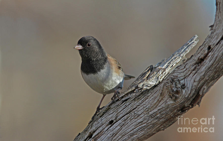 Dark-eyed Junco #24 Photograph by Gary Wing