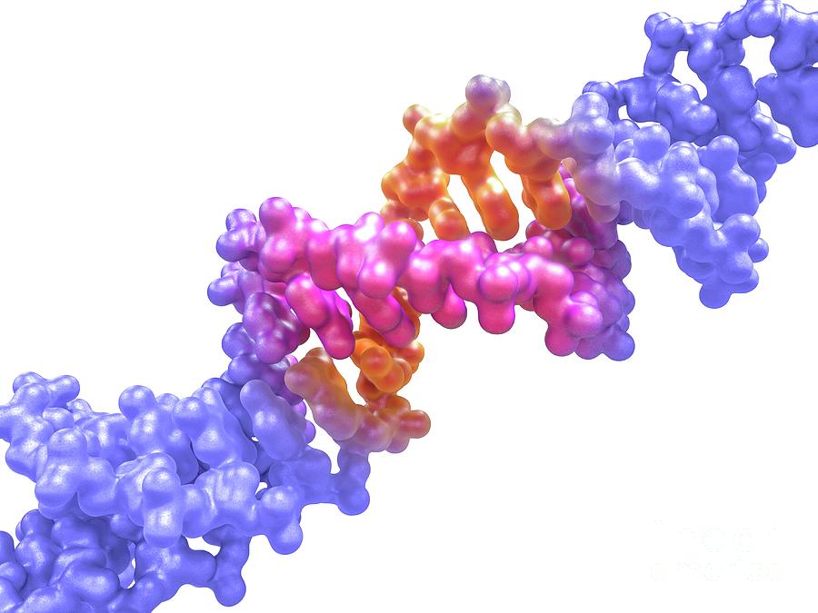 Dna Editing #24 Photograph by Maurizio De Angelis/science Photo Library