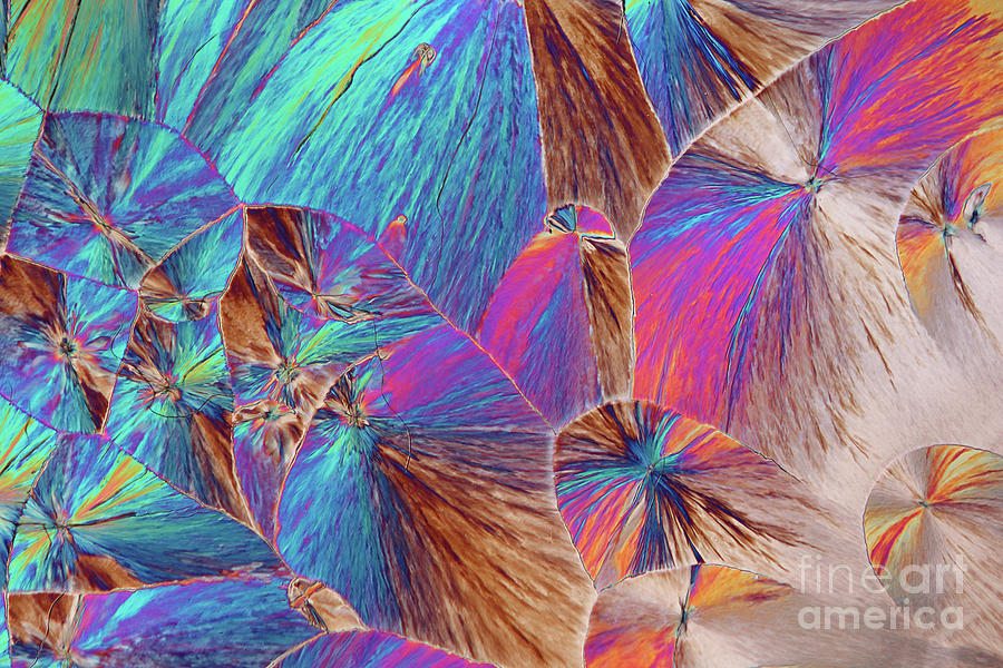 Dopamine Crystals #24 Photograph by Karl Gaff / Science Photo Library