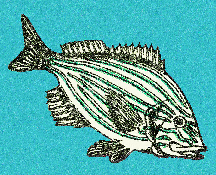 Fish Drawing - Fish #24 by CSA Images