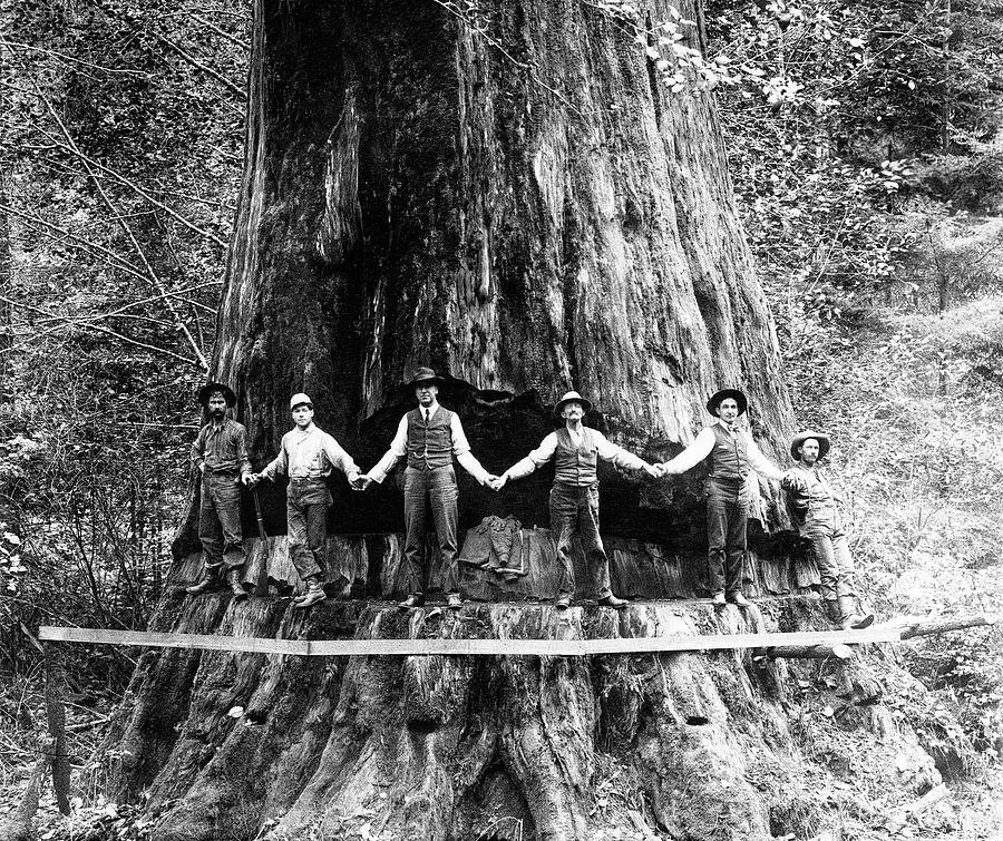 24 Foot Sequoia And Lumberjacks 1908 Photograph by Daniel Hagerman