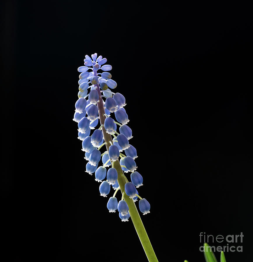 Grape Hyacinth (muscari Sp) Flowers #24 Photograph by Wladimir Bulgar/science Photo Library