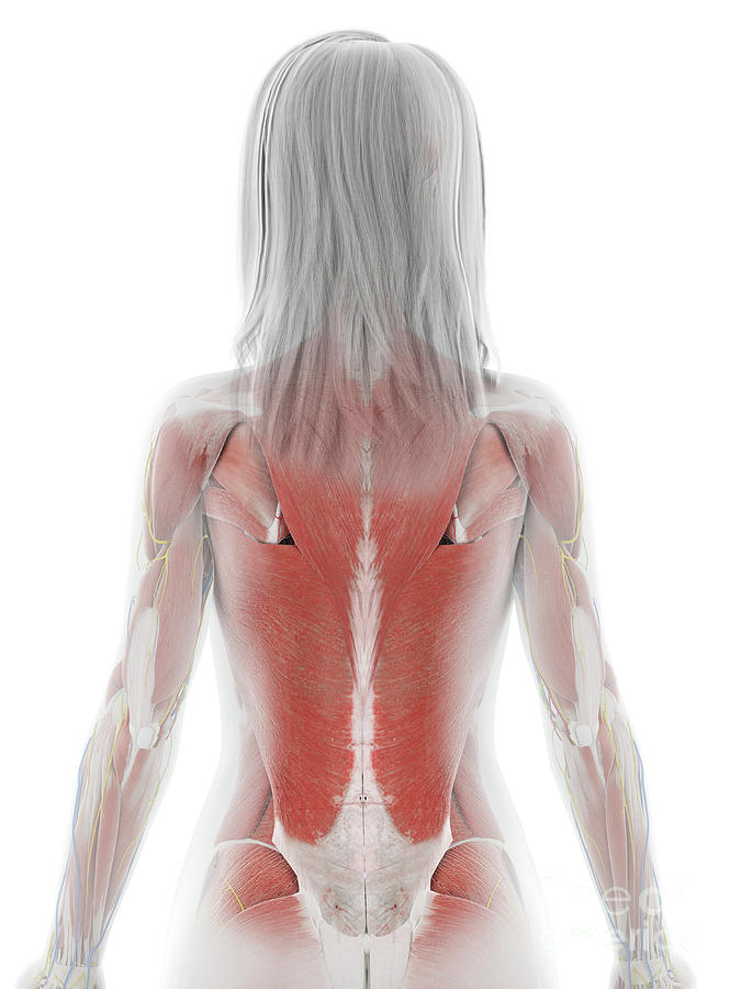Female Back Muscles #4 by Sebastian Kaulitzki/science Photo Library