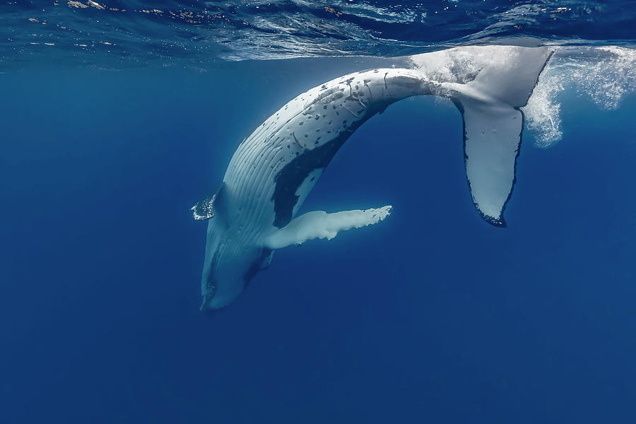 Humpback Whale Megaptera Novaeangliae #24 Photograph by Bruce Shafer