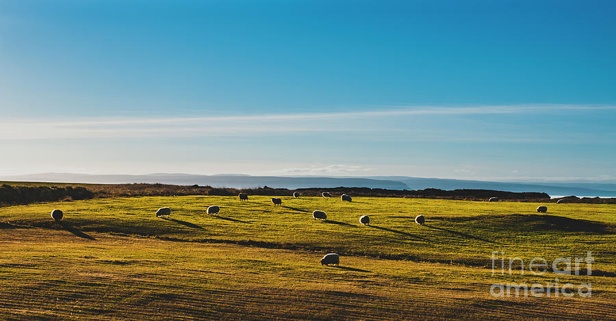 Icelandic landscapes full of green grass, sea and blue sky. #24 Photograph by Joaquin Corbalan