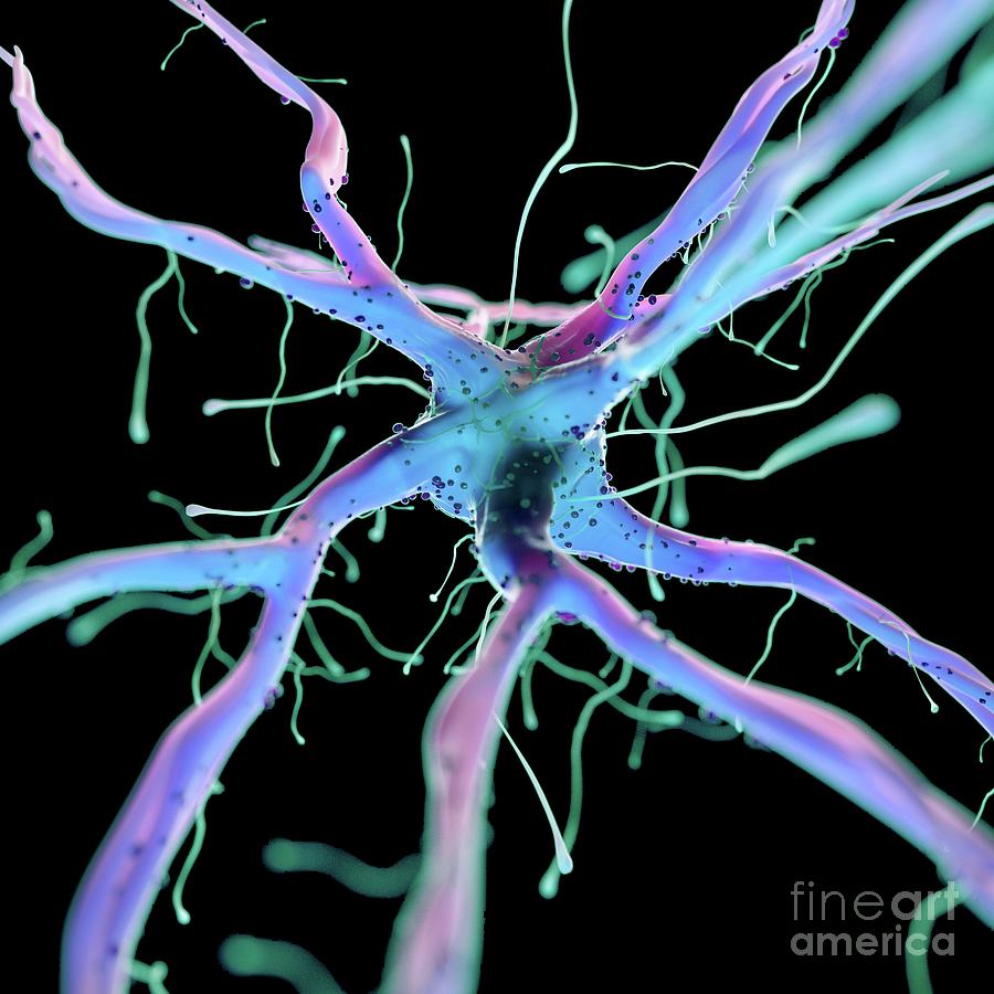 Illustration Of A Nerve Cell #24 Photograph by Sebastian Kaulitzki/science Photo Library